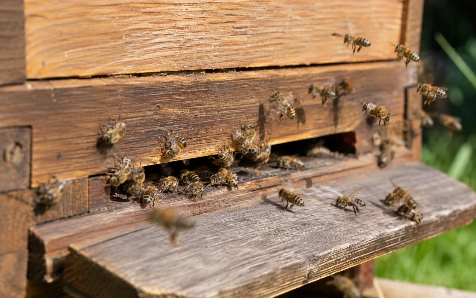 Polinización y alimentos que dependen de las abejas: cuáles son y por qué ocurre